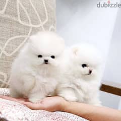 Pome-ranian Puppies
