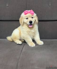Male Golden Retriever puppy . . WhatsApp:‪ +1 (484),718‑9164‬
