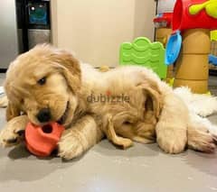Golden retriever  puppy . WhatsApp:‪ +1(484)718‑9164‬