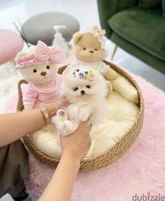 White Pomeranian puppy . WhatsApp:‪ +1(484)718‑9164‬