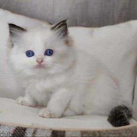 Blue Eyes Ragdoll Kittens ready for Adoption 0