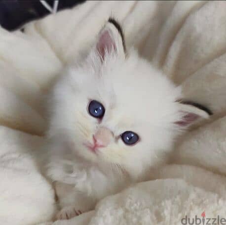 Blue Eyes Ragdoll Kittens ready for Adoption 1
