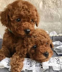 Poodle Puppies