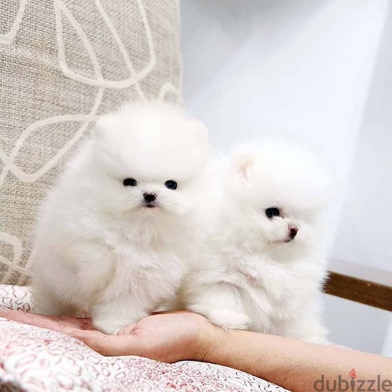 Pome_ranian Puppies 0