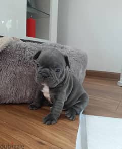 French Bulldog Puppies 0