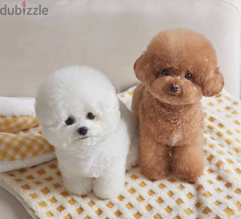 Poodle Puppies 5