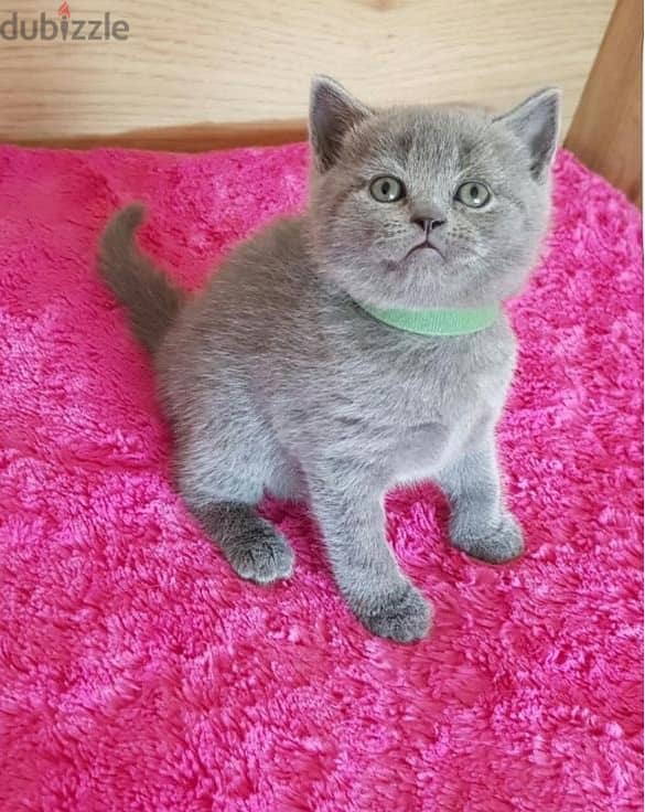 Folded ears Scottish fold kittens 0