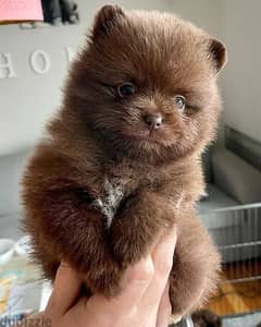 2 Chocolate teacup pomeranian puppies for sale or adoption. 0