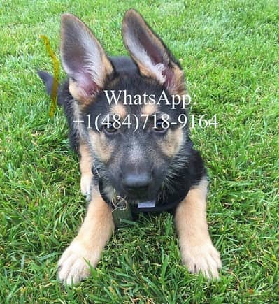 Male German Shepherd  for sale