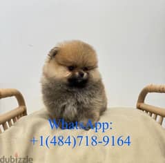 Cream male Pomeranian puppy 0