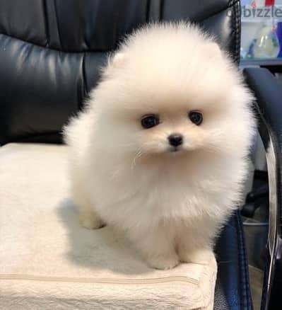 White female Pomeranian for sale