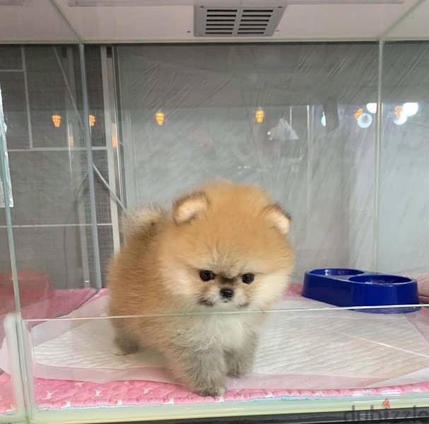 Cream male Pomeranian puppy 0