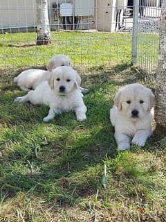 Golden Retriever Puppies Ready for Adoption/sale.