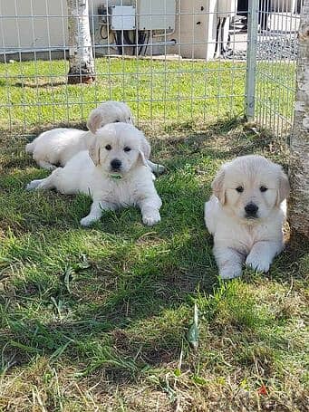 Golden Retriever Puppies Ready for Adoption/sale. 0