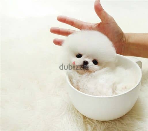 Pretty Teacup Pomeranian Puppies For Sale/Adoption. 2