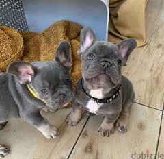 Whatsapp Me (+972 55507 4990) French Bulldog Puppies