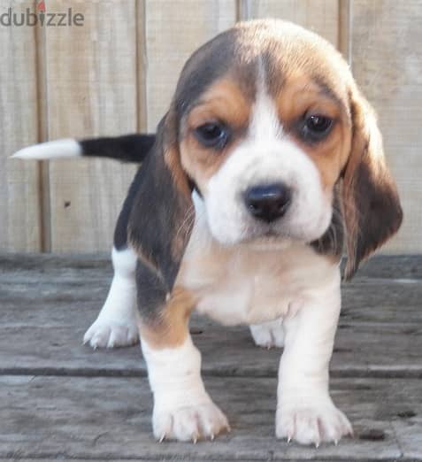 Whatsapp Me (+966 58392 1348) Beagle Puppies 1