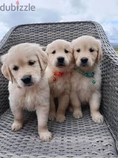 Whatsapp Me (+972 55507 4990) Golden Retriever Puppies