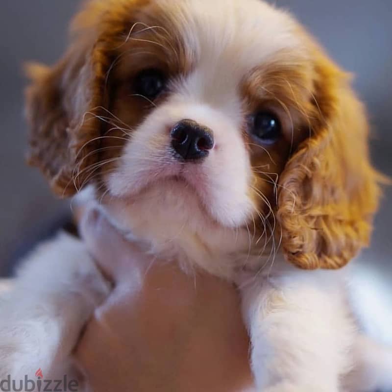 Cavalier King Charles Spaniel puppies 0