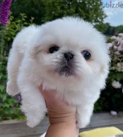 Whatsapp Me (+966 58899 3320) Pekingese Puppies 0