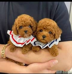 Poodle Puppies 0