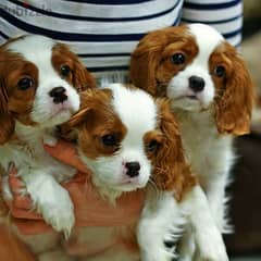 Cavalier King Charles Spaniel puppies 0