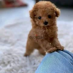 poodle puppies