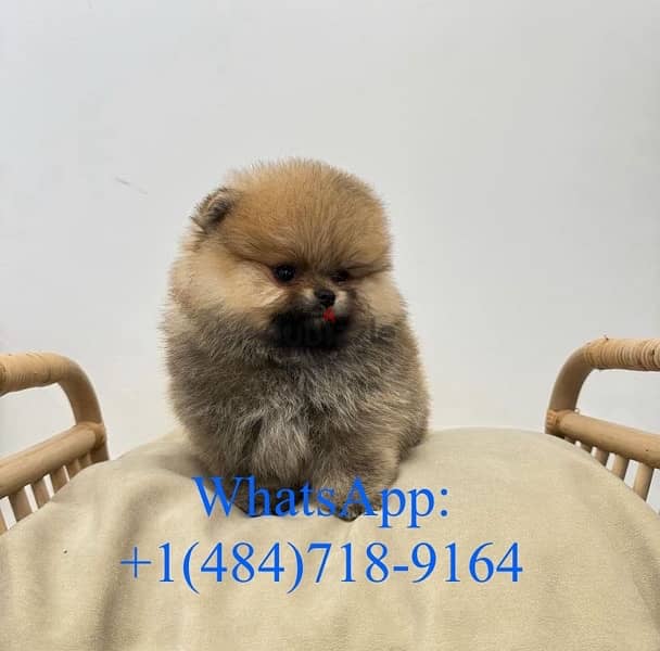 Cream male Pomeranian for sale 0