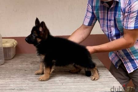 German Shepherd  puppy for sale