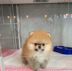 Cream male Pom for sale 0