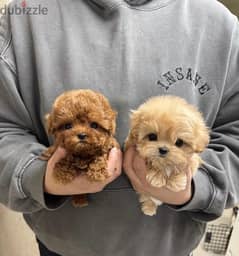 Male & Female Poodle puppy for sale