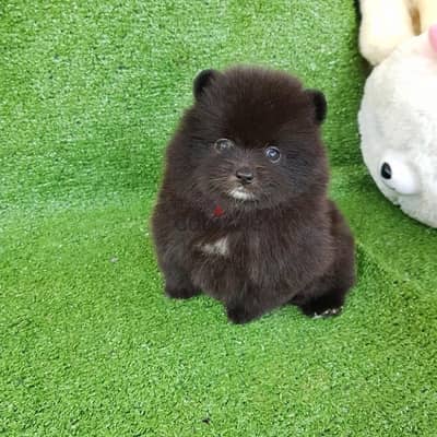 Tcup Pomeranian for sale