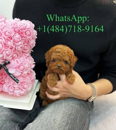 Tcup poodle Female for sale