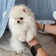 Female Pomeranian puppy 0