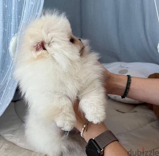 Female Pomeranian puppy 1