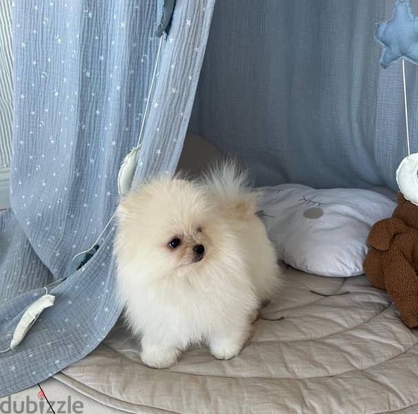 Female Pomeranian puppy 2