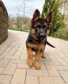 German Shepherd  puppy 0