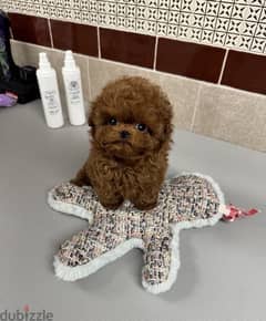 Female Purebred  poodle puppy 0