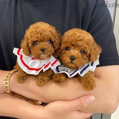 poodle puppy’s for sale