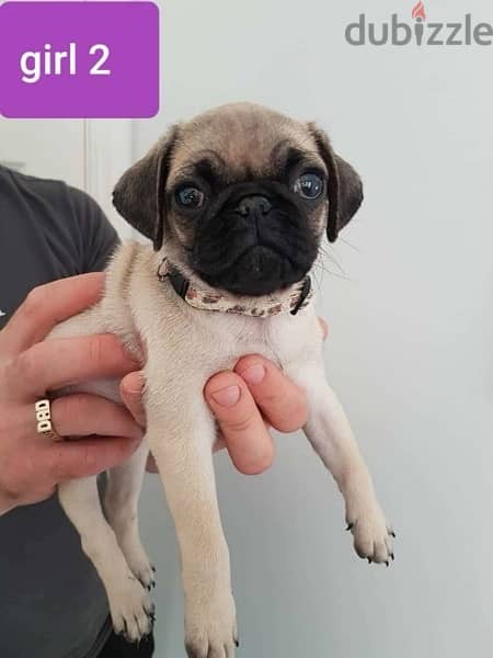 pug puppy’s for sale 1