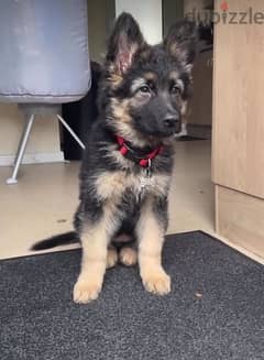 Male German Shepherd puppy 0