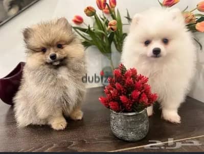 Male & Female Pomeranian puppy’s