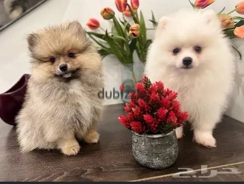 Male & Female Pomeranian puppy’s 0