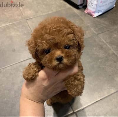 Male Poodle puppy