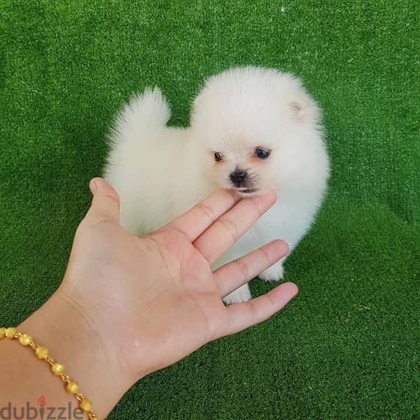 White Tcup Pomeranian puppy 0