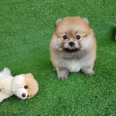 Purebred  Pomeranian puppy