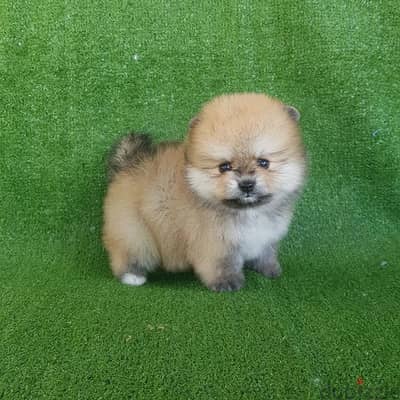 Tcup Pomeranian  male puppy