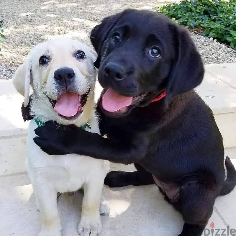 Labrador puppies// Whatsapp +971 55 254 3679 0