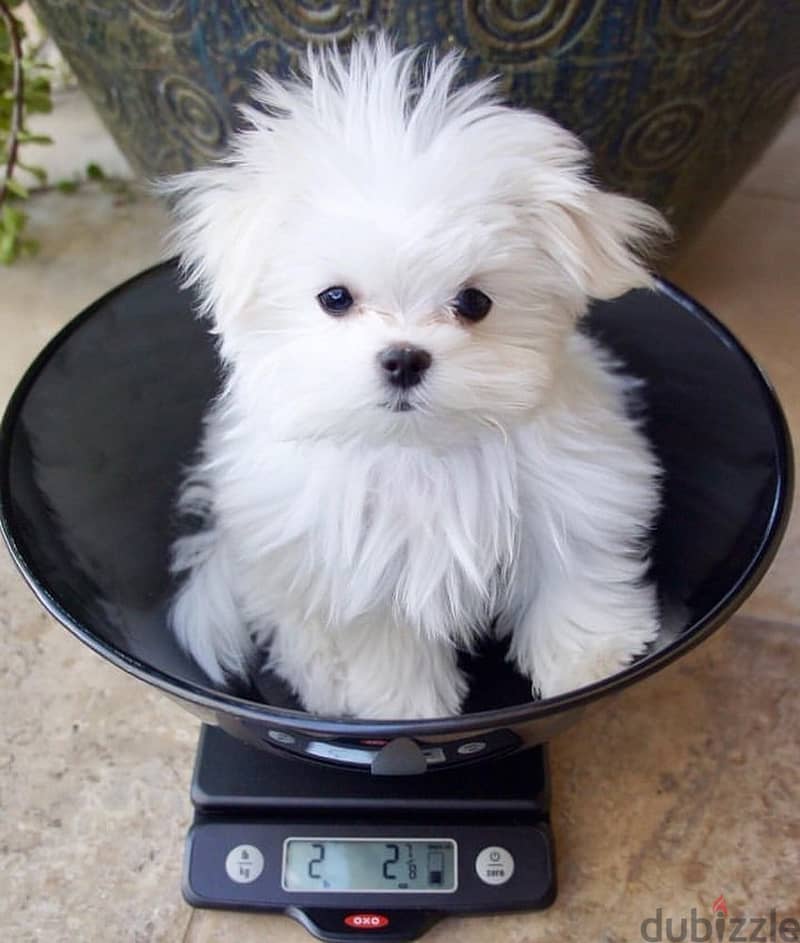 2 Male and Female Maltese Pups For Sale/Adoption 0