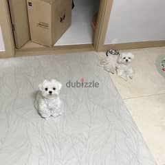 2 Male and Female Maltese Pups For Sale/Adoption